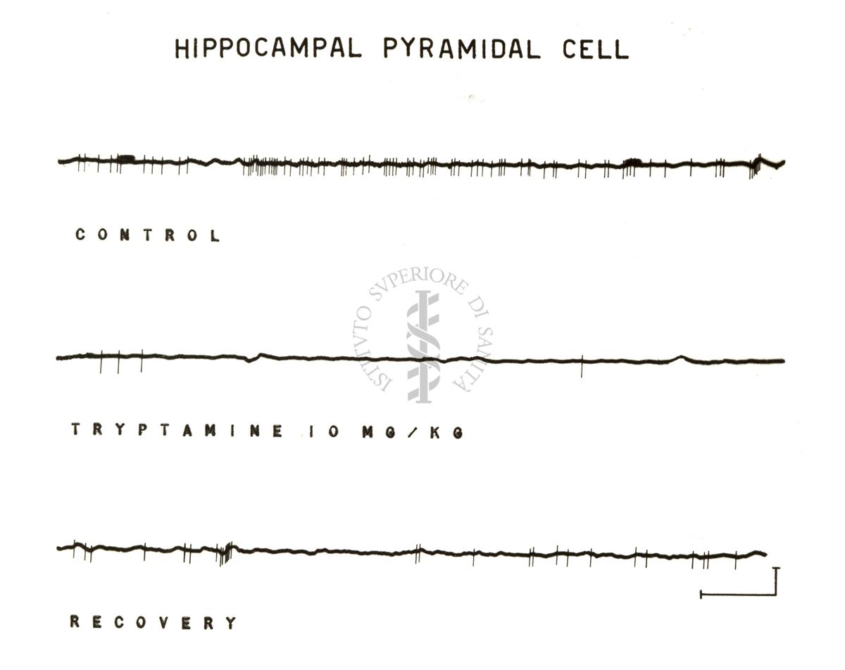 Cellule piramidali dell'ippocampo: tre tracciati neri su sfondo bianco. Sotto il primo tracciato è scritto: Control, sotto il secondo tracciato è scritto: Tryptamine 10 mg/kg, sotto il terzo tracciato è scritto: Recovery