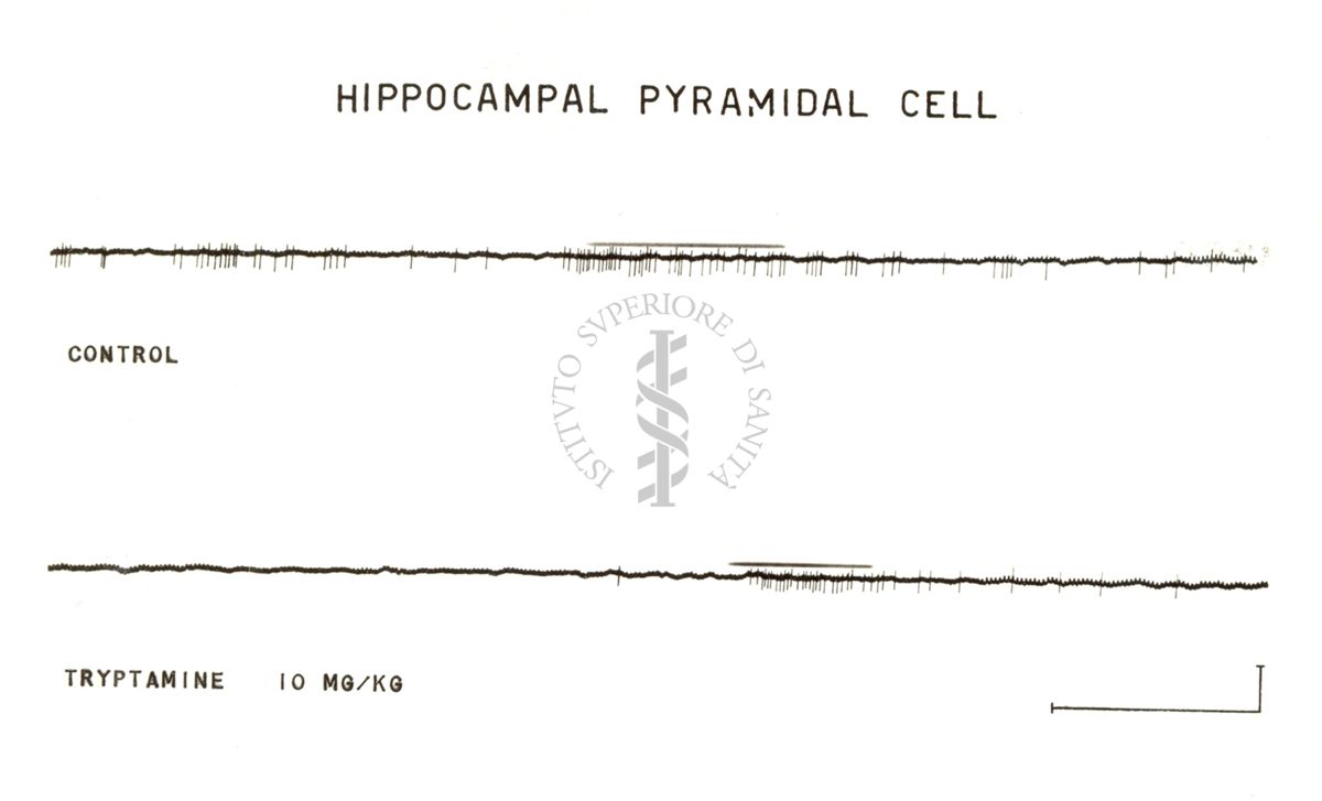 Cellule piramidali dell'ippocampo: due tracciati neri su sfondo bianco. Sotto il primo tracciato è scritto: Control, sotto il secondo tracciato è scritto: Tryptamine 10 mg/kg