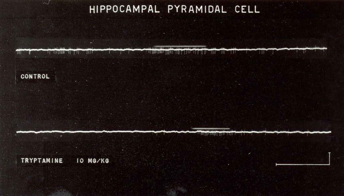 Cellule piramidali dell'ippocampo: due tracciati bianchi su sfondo nero. Sotto il primo tracciato è scritto: Control, sotto il secondo tracciato è scritto: Tryptamine 10 mg/kg