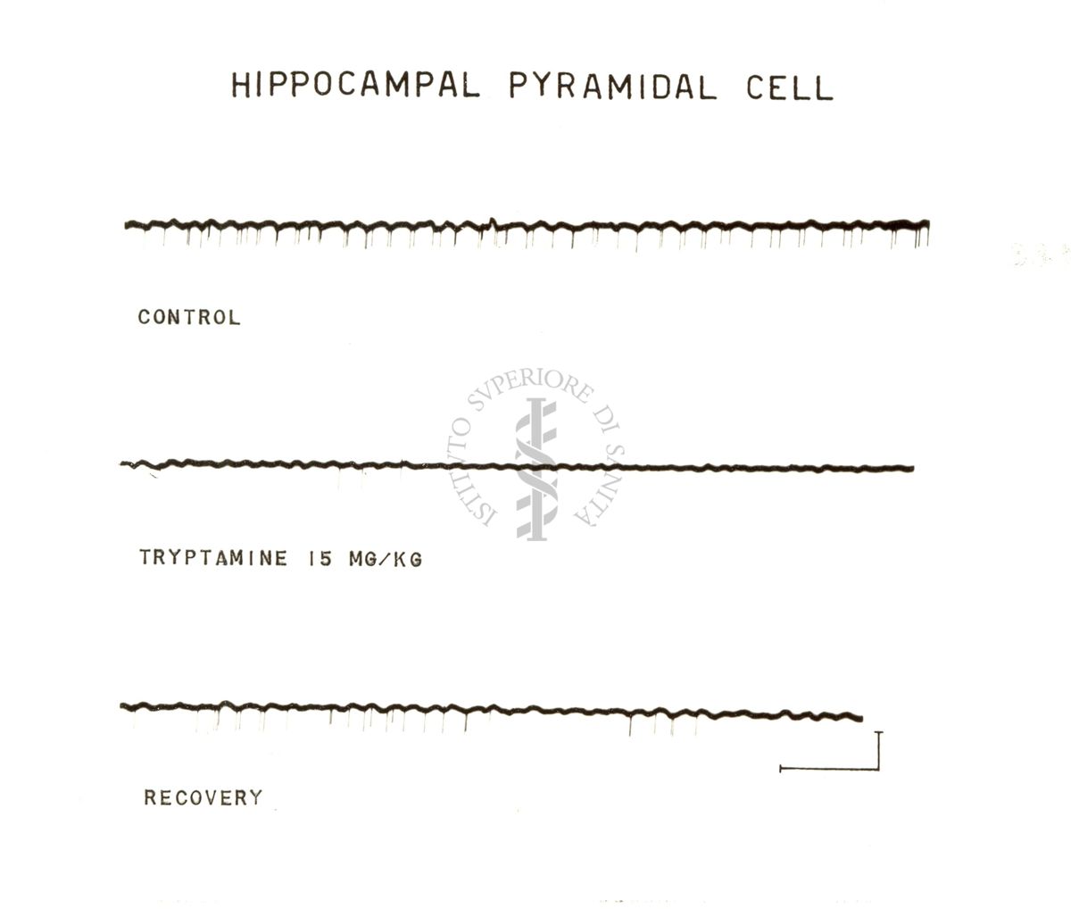 Cellule piramidali dell'ippocampo: tre tracciati neri su sfondo bianco. Sotto il primo tracciato è scritto: Control, sotto il secondo tracciato è scritto: Tryptamine 15 mg/kg, sotto il terzo tracciato è scritto: Recovery