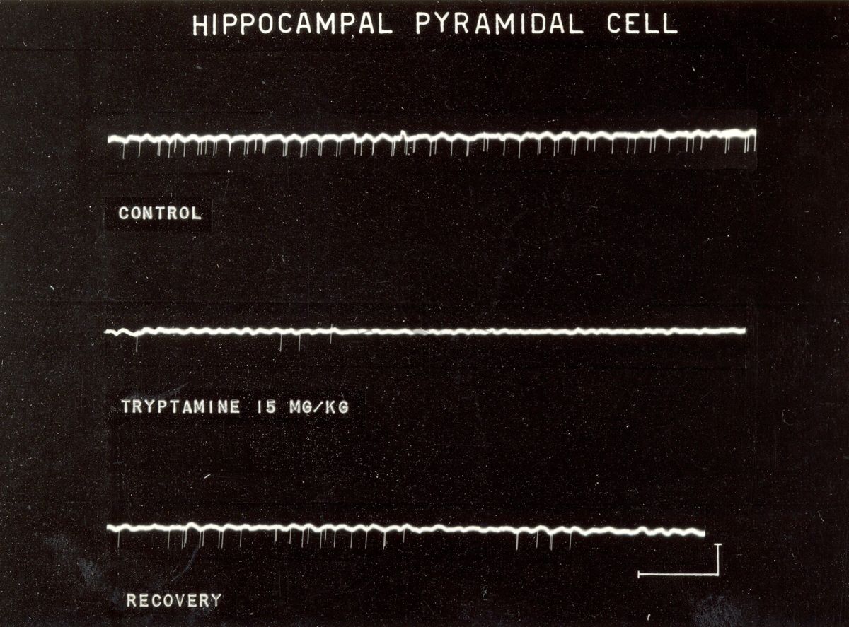 Cellule piramidali dell'ippocampo: tre tracciati bianchi su sfondo nero. Sotto il primo tracciato è scritto: Control, sotto il secondo tracciato è scritto: Tryptamine 15 mg/kg, sotto il terzo tracciato è scritto: Recovery