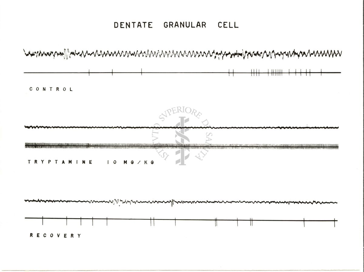 Dentate granular cell: 6 tracciati neri su sfondo bianco. Sotto il secondo tracciato è scritto: control; sotto il quarto tracciato è scritto: tryptamine 10 mg/kg; sotto il sesto tracciato è scritto: recovery