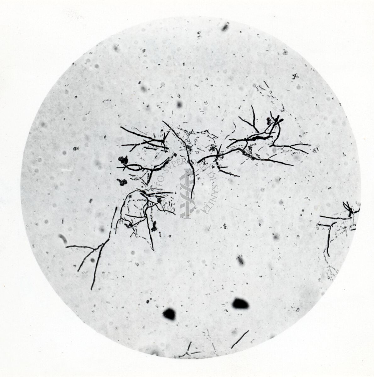 Forme di Penicilium Chrysogenum in coltura sommersa