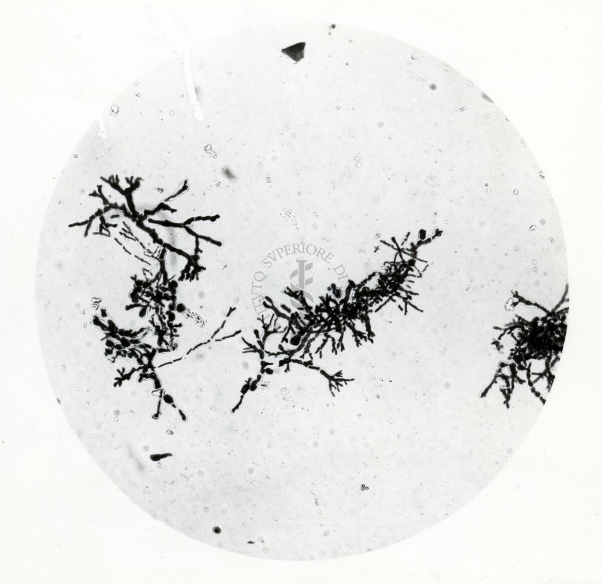 Forme di Penicilium Chrysogenum in coltura sommersa