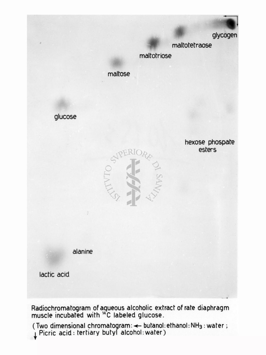 Metabolismo del Glucosio