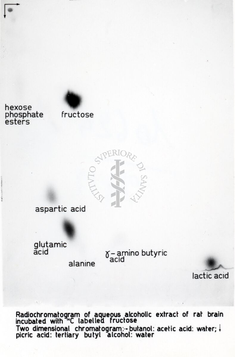 Estratto di cervello di ratto