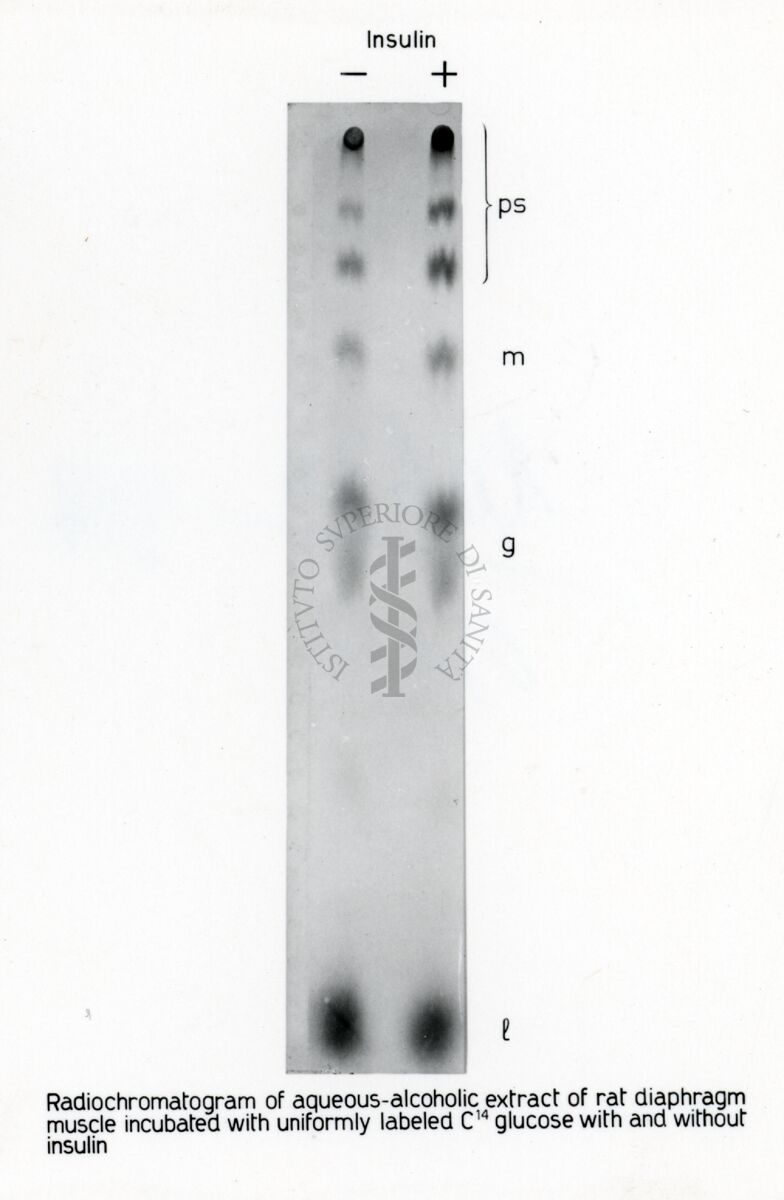 Estratto di diaframma di ratto