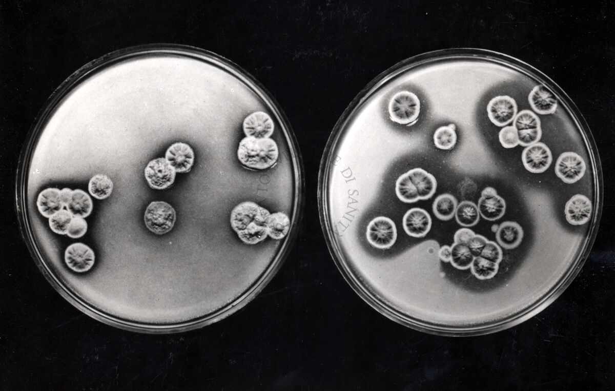 Mutanti per antibiosi in penicillina