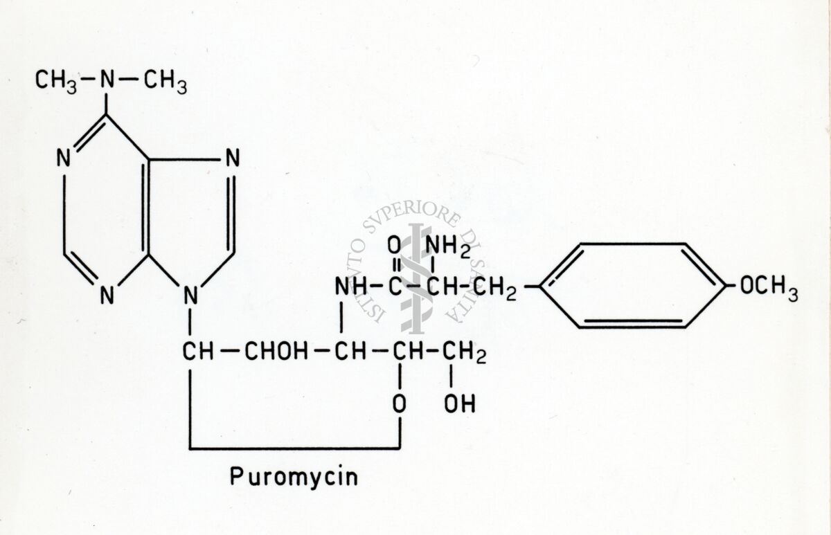 Formula della Puromicina