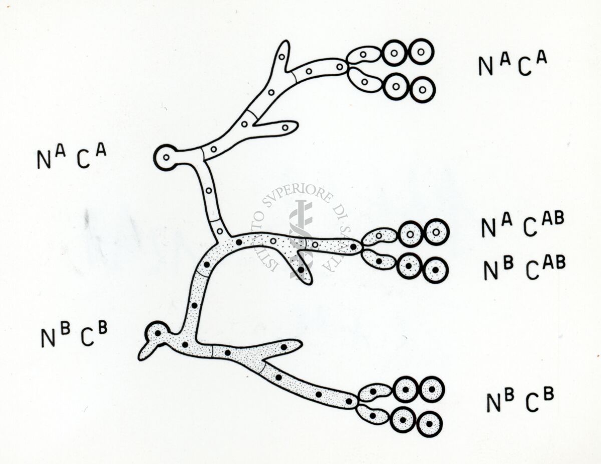 Fattore citoplasmatico in Penicillium