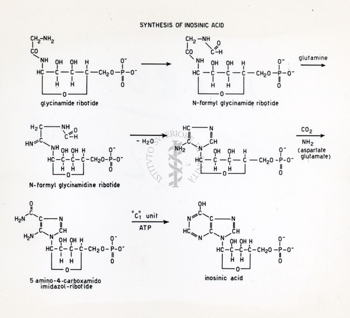 Sintesi dell'acido inosinico