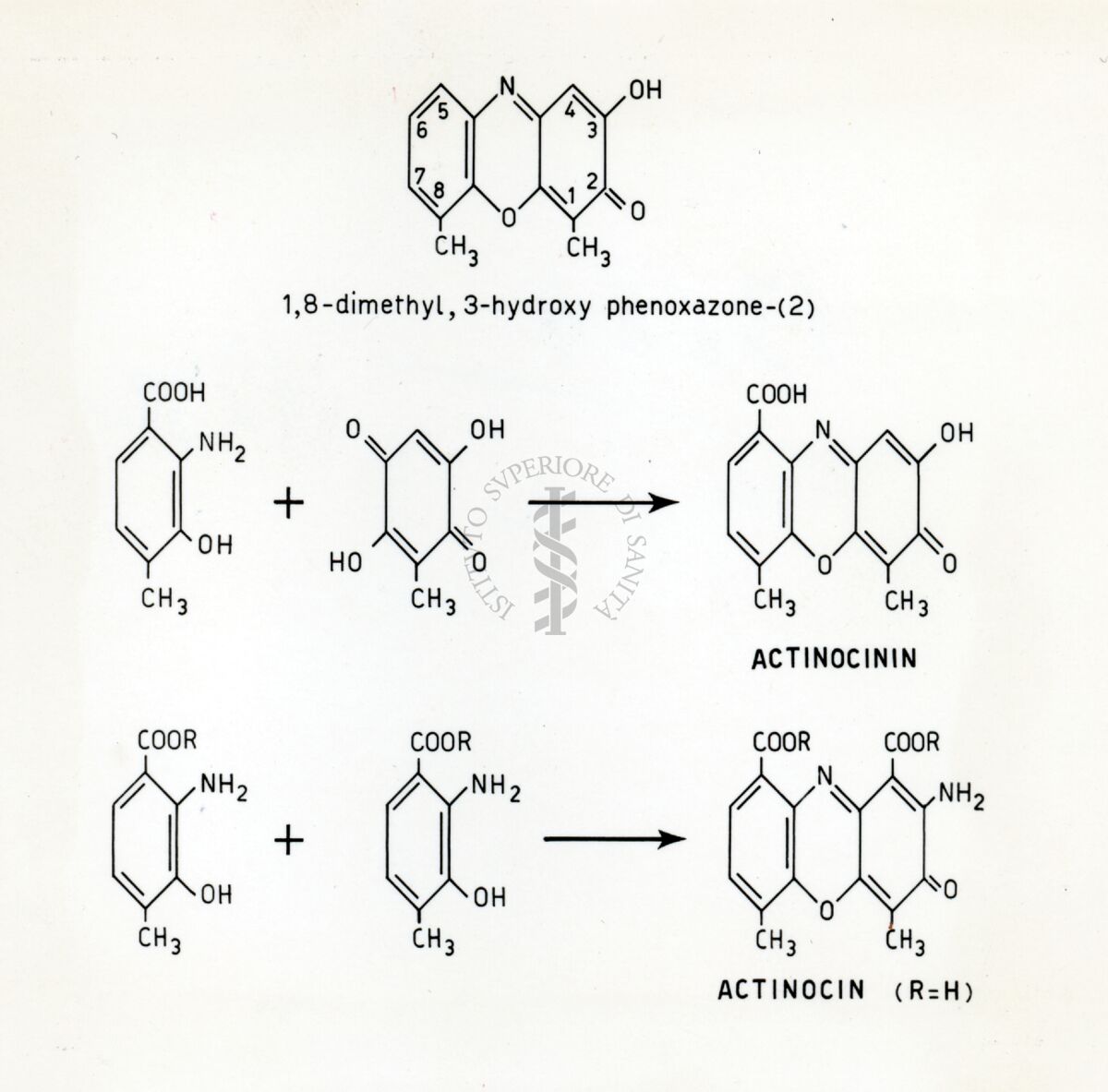 Actinocinina e actinocina