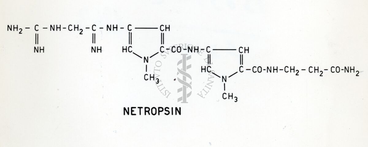 Netropsina