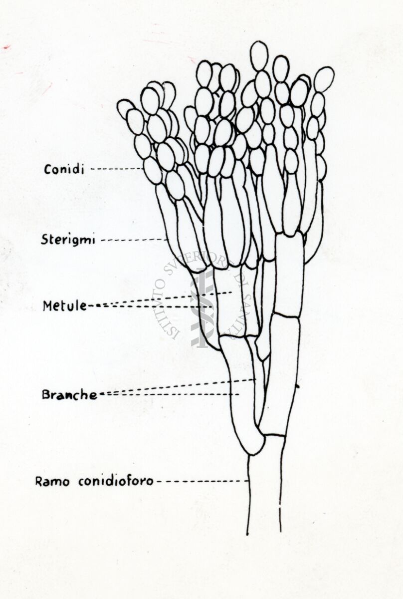 Riproduzione da disegno