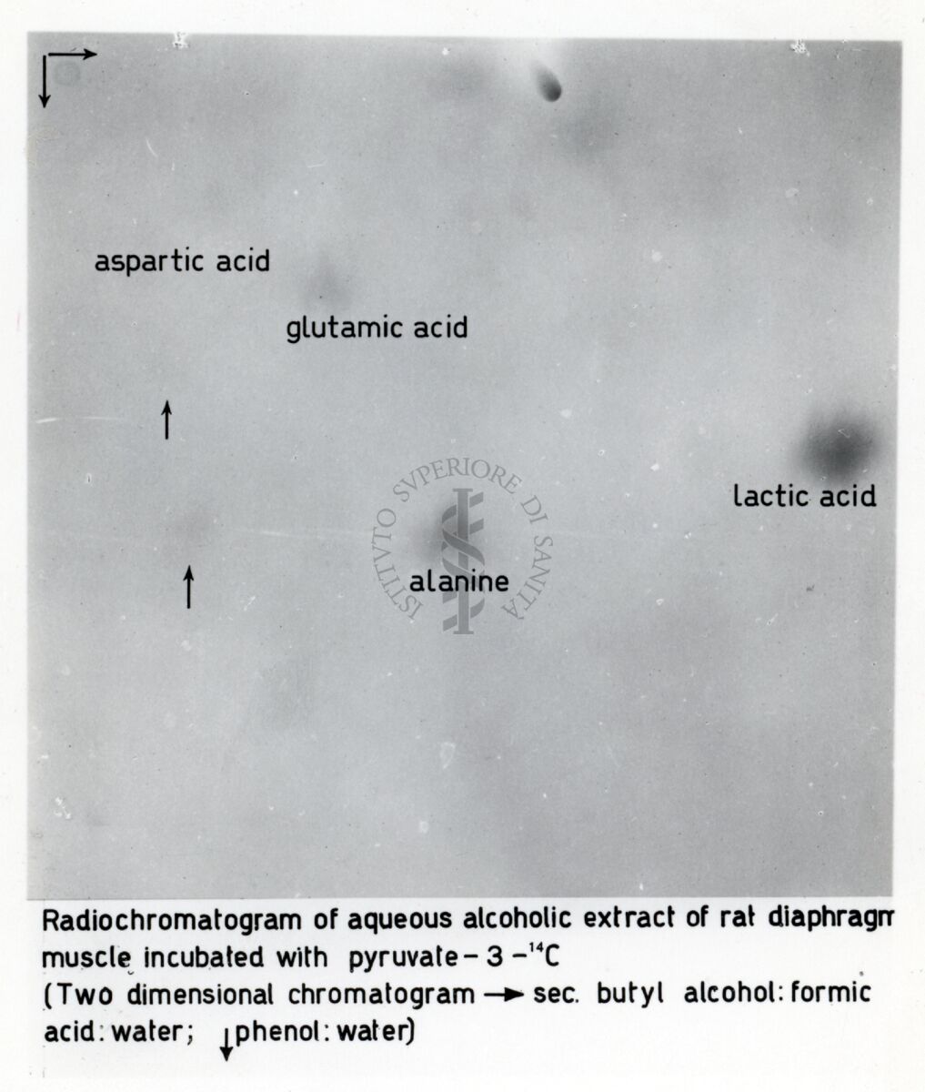 Riproduzione da radiografia