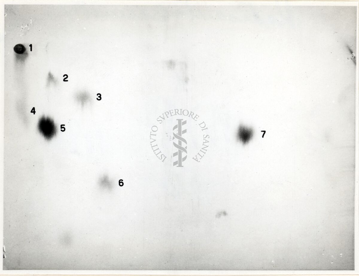 Radioautocromatogramma