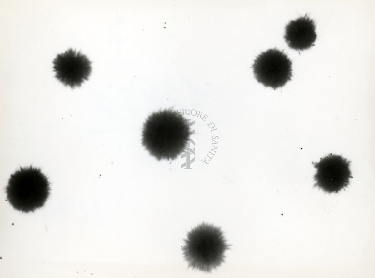 Aspergillus Flavus in coltura sommersa