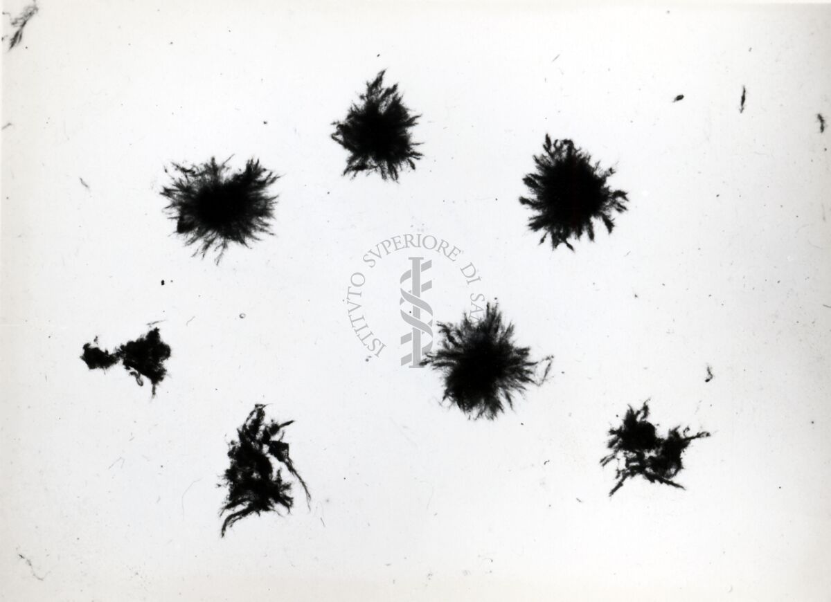 Aspergillus Flavus in coltura sommersa