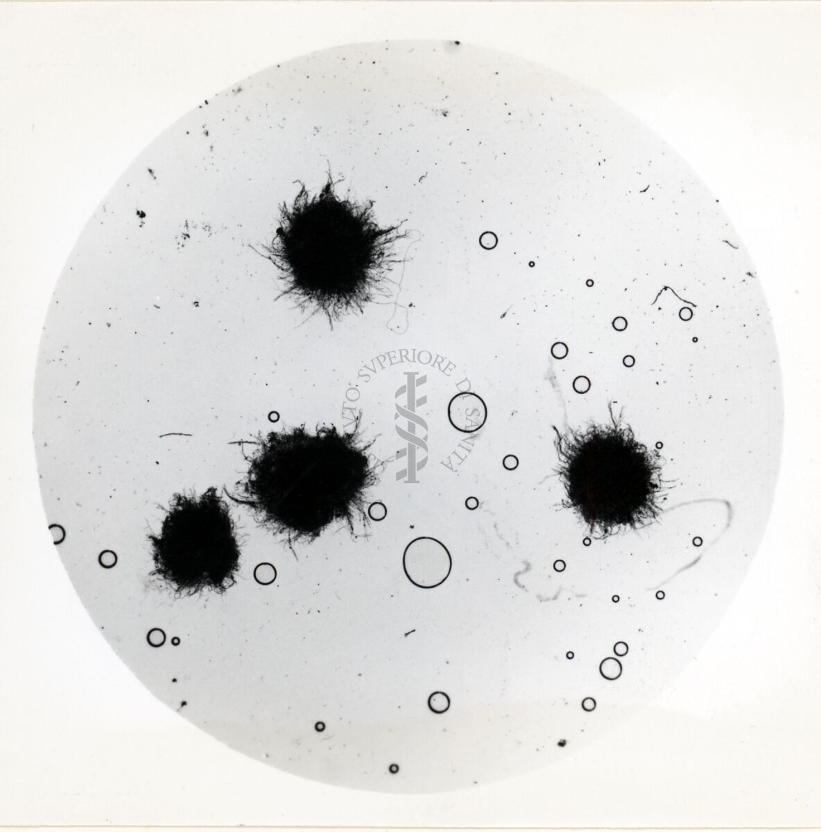 Aspergillus Flavus in coltura sommersa