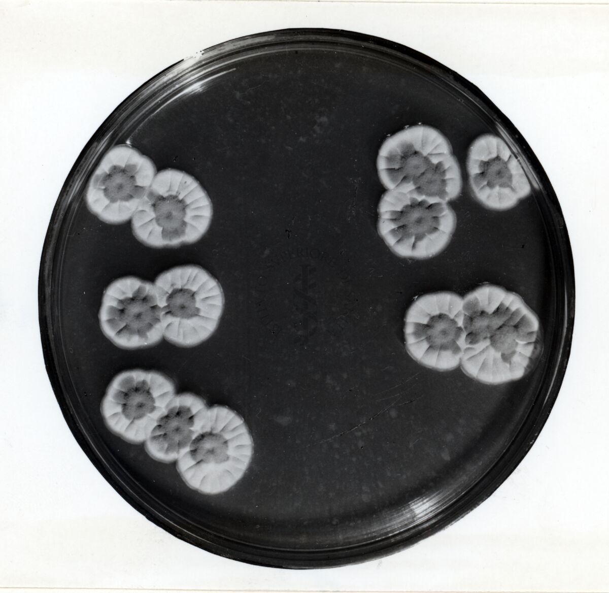 Colonie di Penicillium Chrysogenum