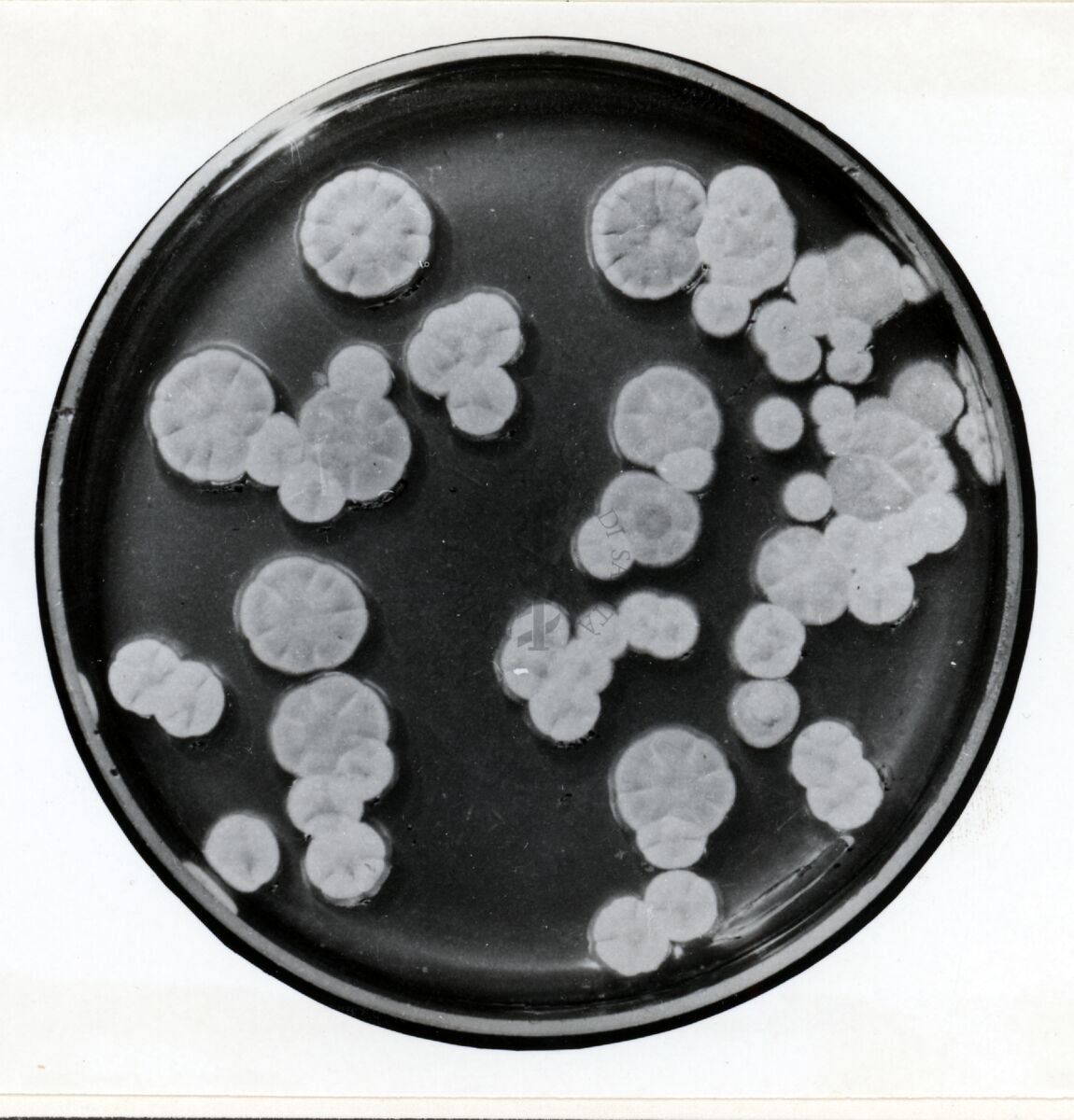 Ceppo instabile di Penicillium