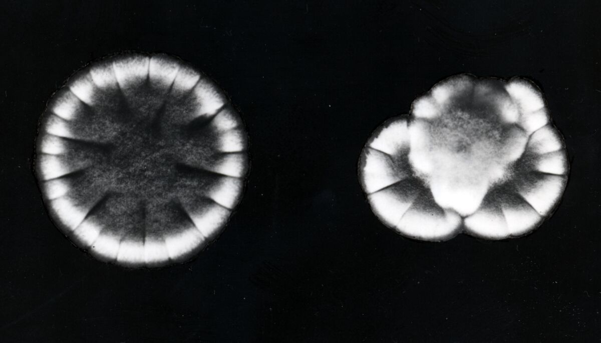 Eredità citoplasmatica in Penicellium