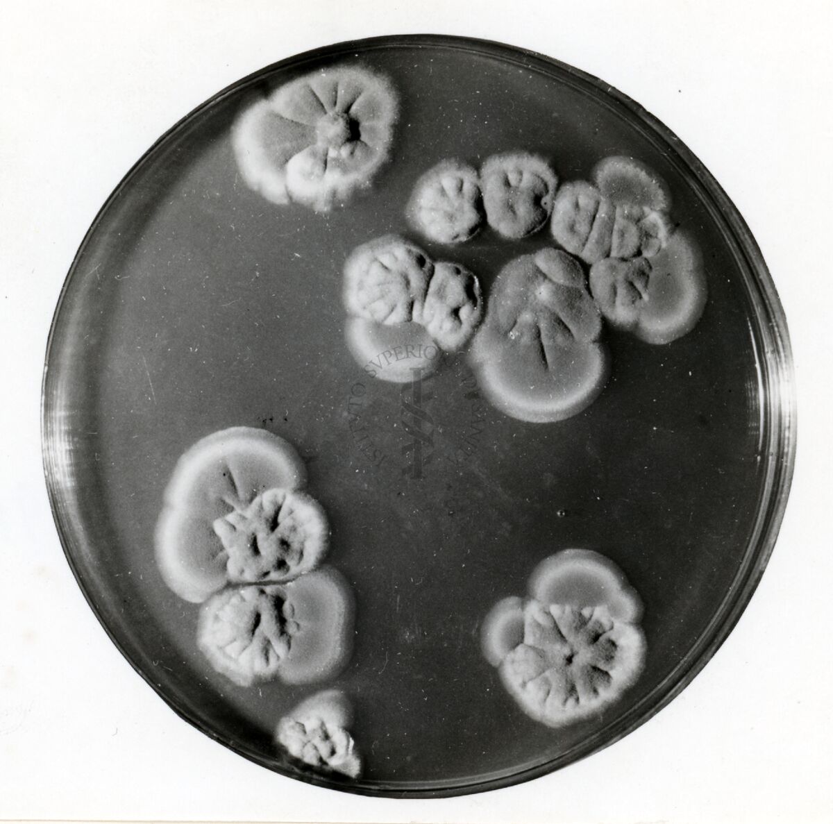 Eredità citoplasmatica in Penicellium