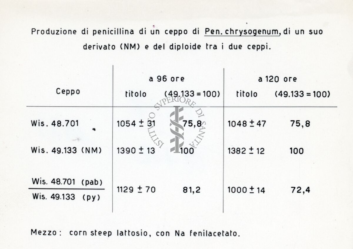 Tabella dal titolo: Produzione di penicillina di un ceppo di Penicillium chrysogenum, di un suo derivato (NM) e del diploide tra i due ceppi