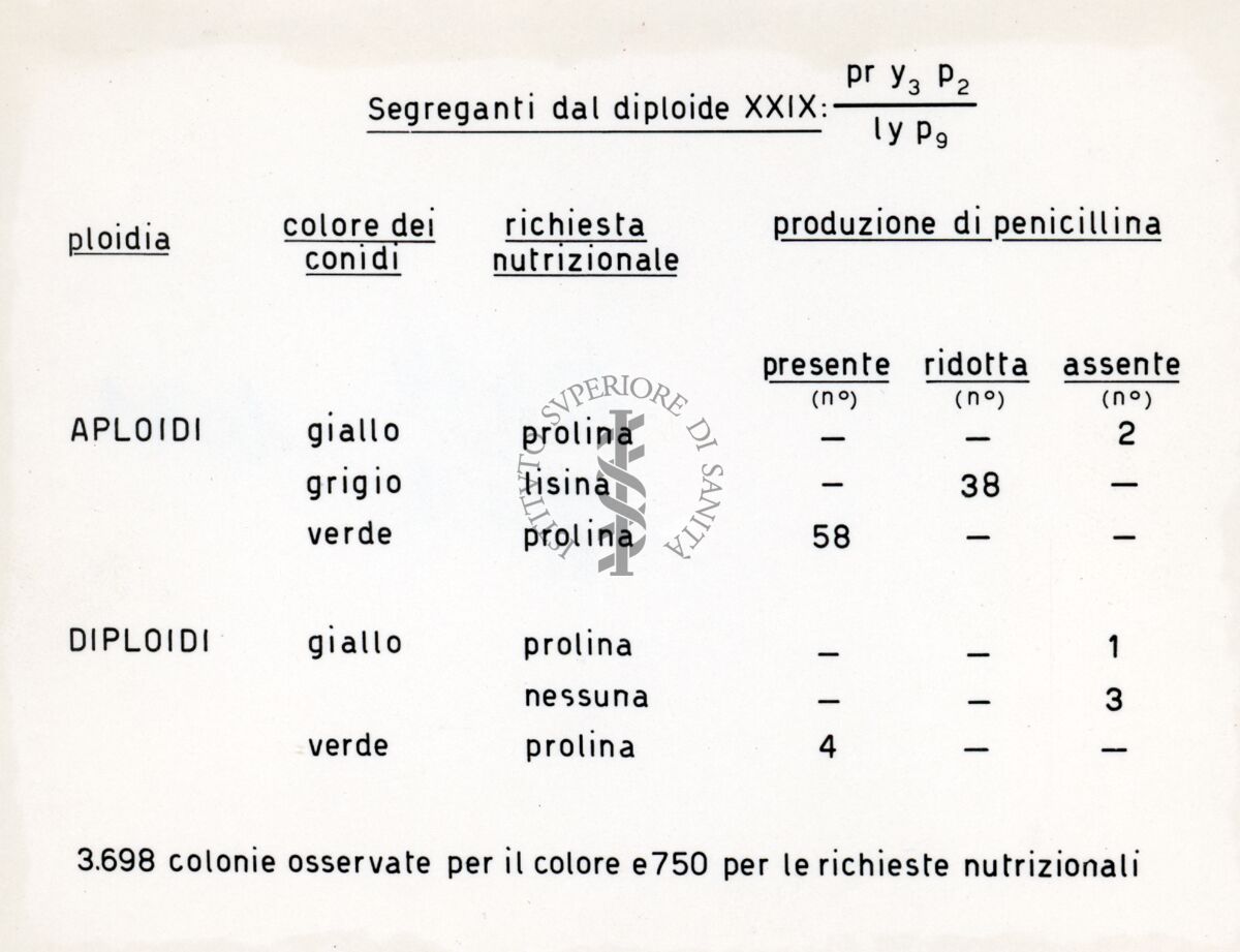 Tabella dal titolo: Segreganti dal diploide XXIX