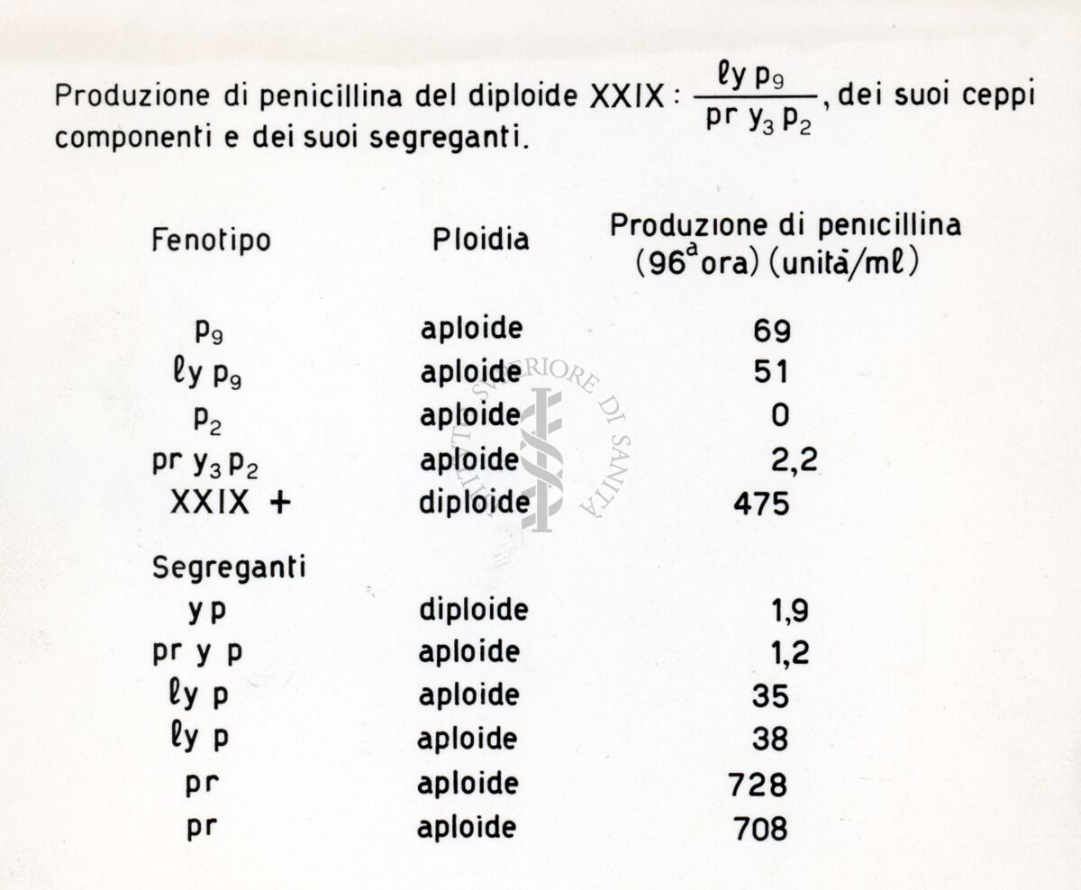 Tabella sulla produzione di penicillina del diploide XXIX, dei suoi ceppi componenti e dei suoi segreganti