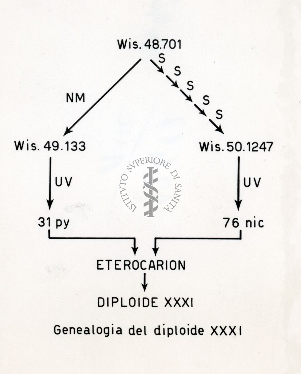 Tabella sulla genealogia del diploide XXXI