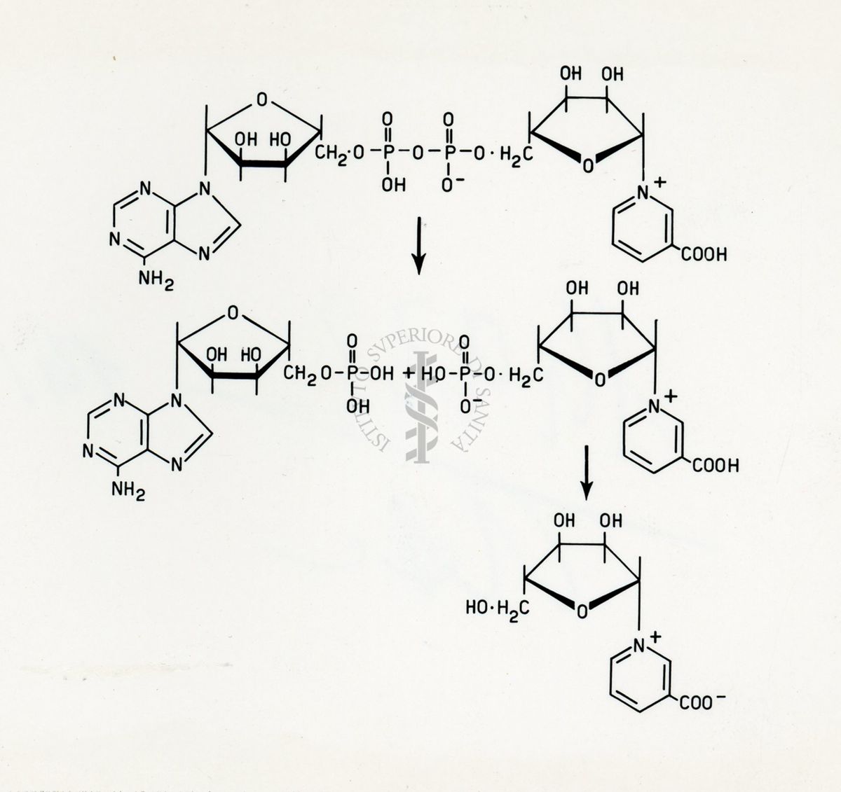 Studi chimici sul desammido-difosfopirinnucleoitide