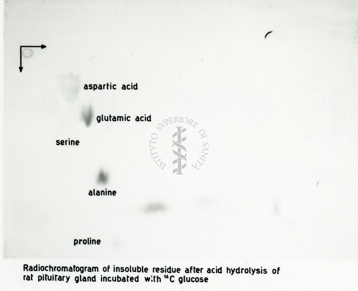 Radio-autografie di cromatogrammi di estratti alcolici di tessuti di ratto incubati in presenza di 14Co e 32p.