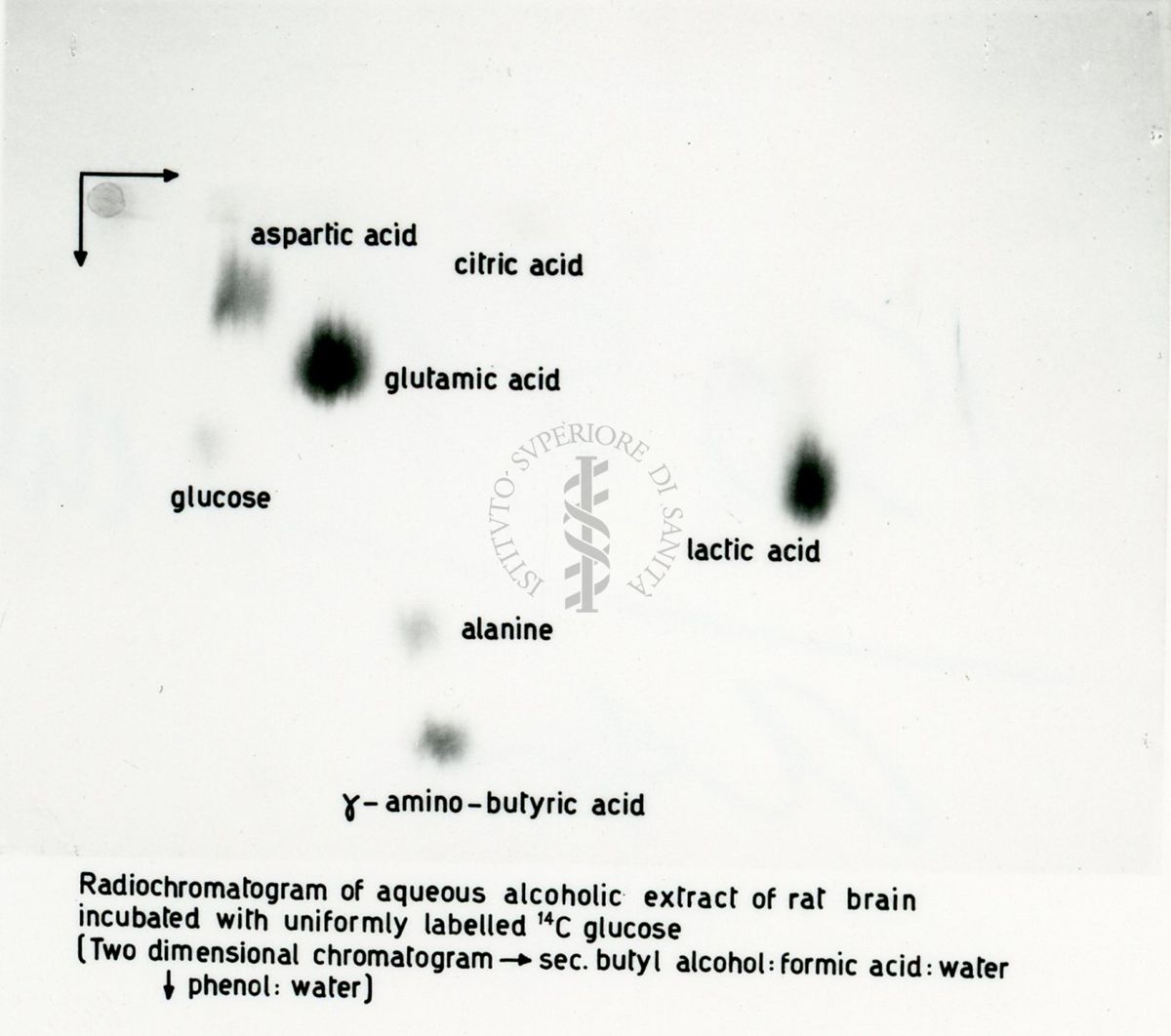 Radio-autografie di cromatogrammi di estratti alcolici di tessuti di ratto incubati in presenza di 14Co e 32p.