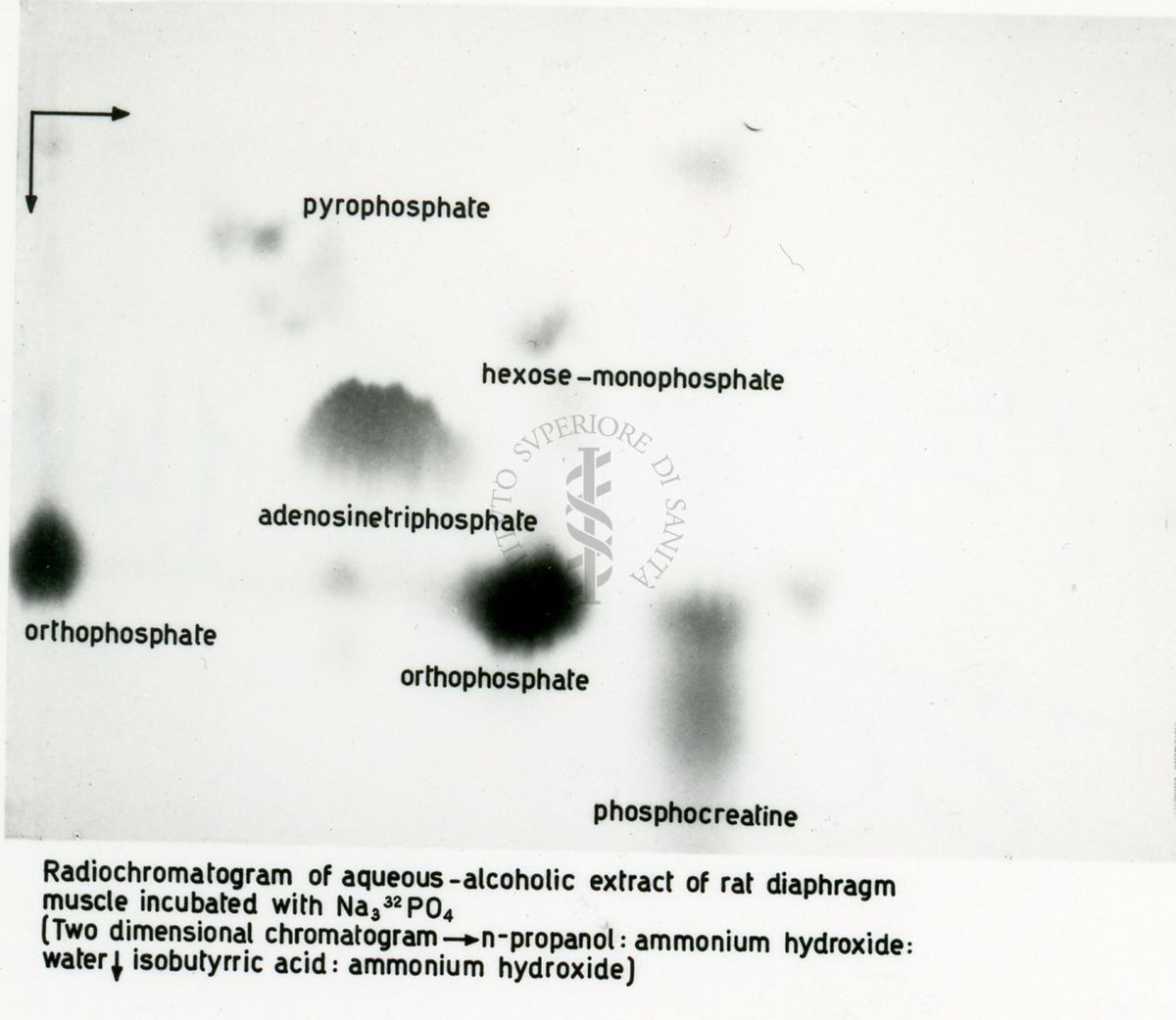 Radio-autografie di cromatogrammi di estratti alcolici di tessuti di ratto incubati in presenza di 14Co e 32p.