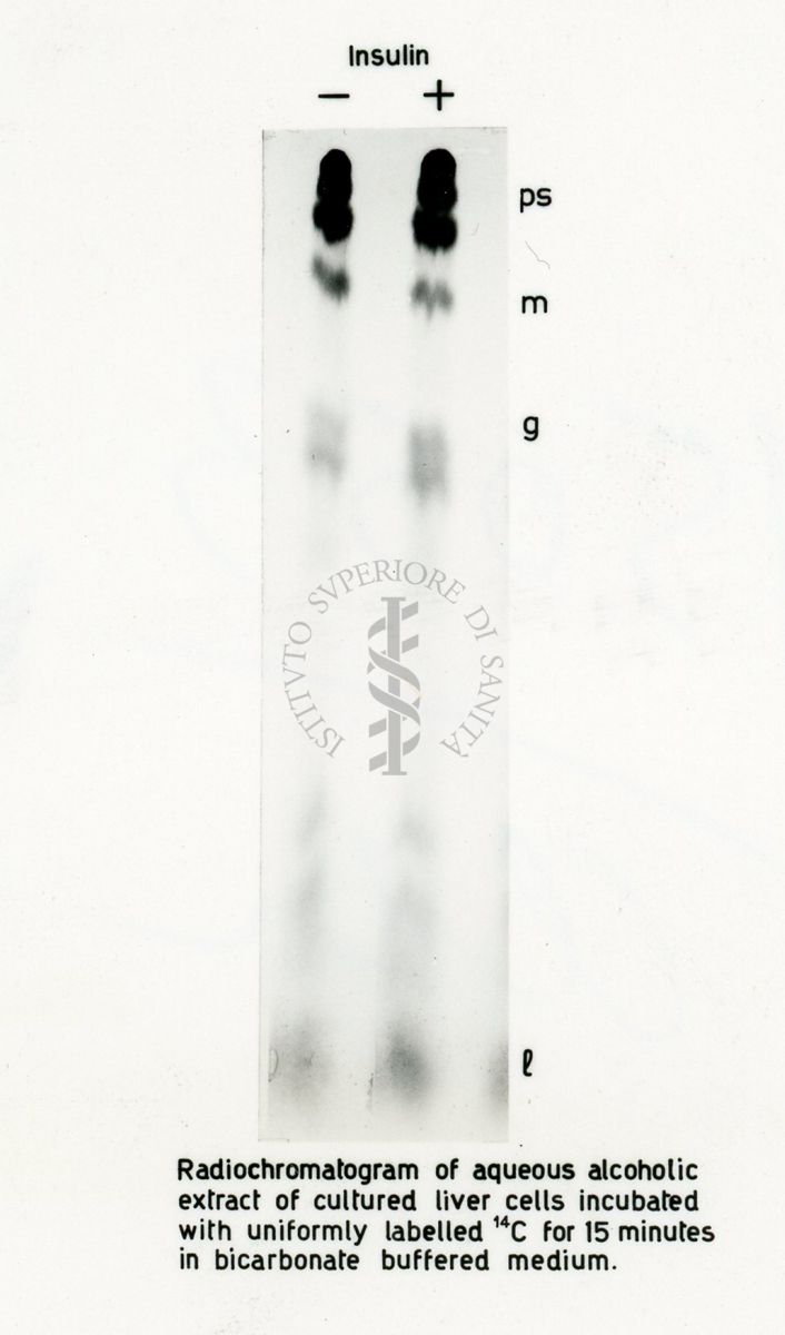 Radio-autografie di cromatogrammi di estratti alcolici di tessuti di ratto incubati in presenza di 14Co e 32p.