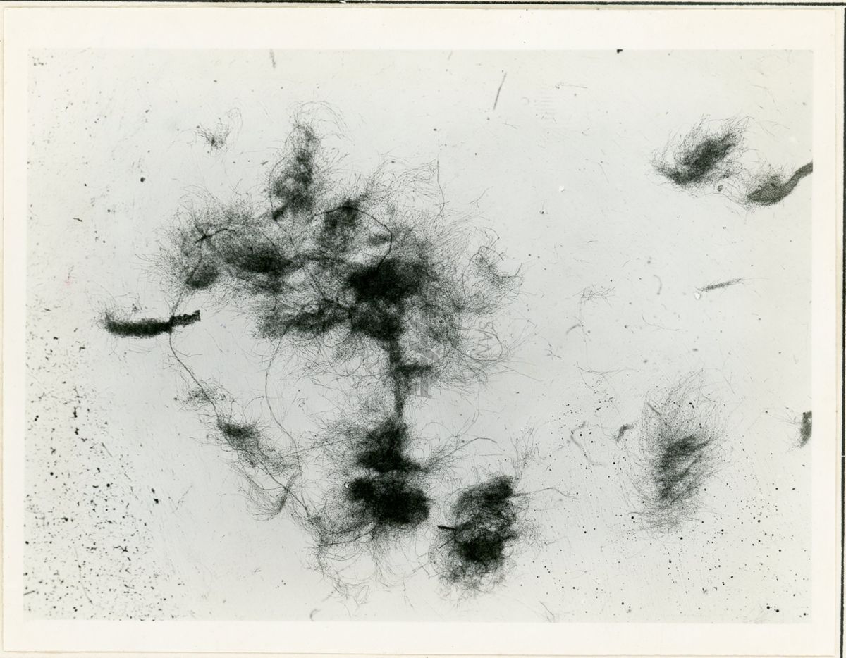 Micelio di Aspergillus niger in coltura sommersa