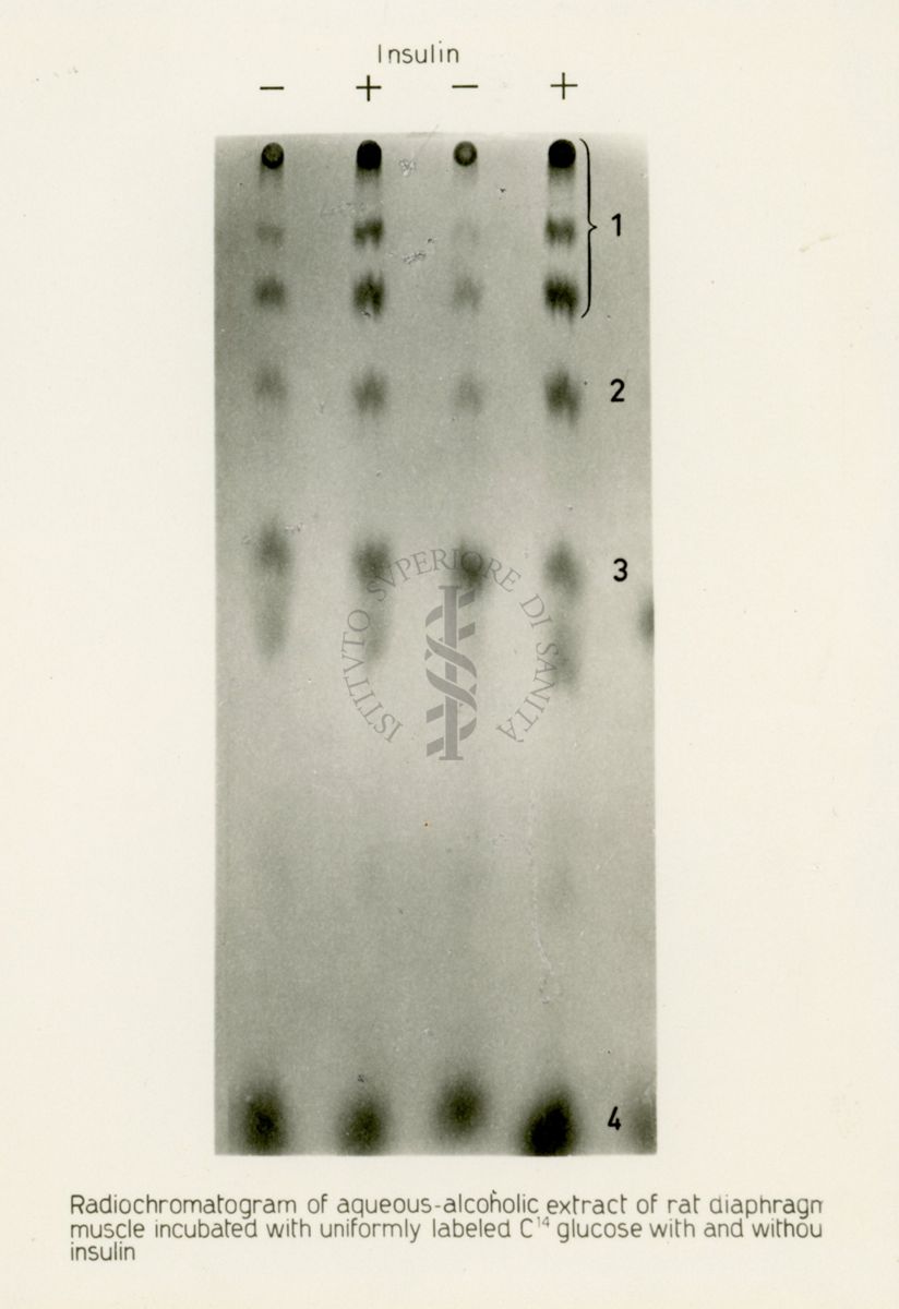 Riproduzione da radiografia