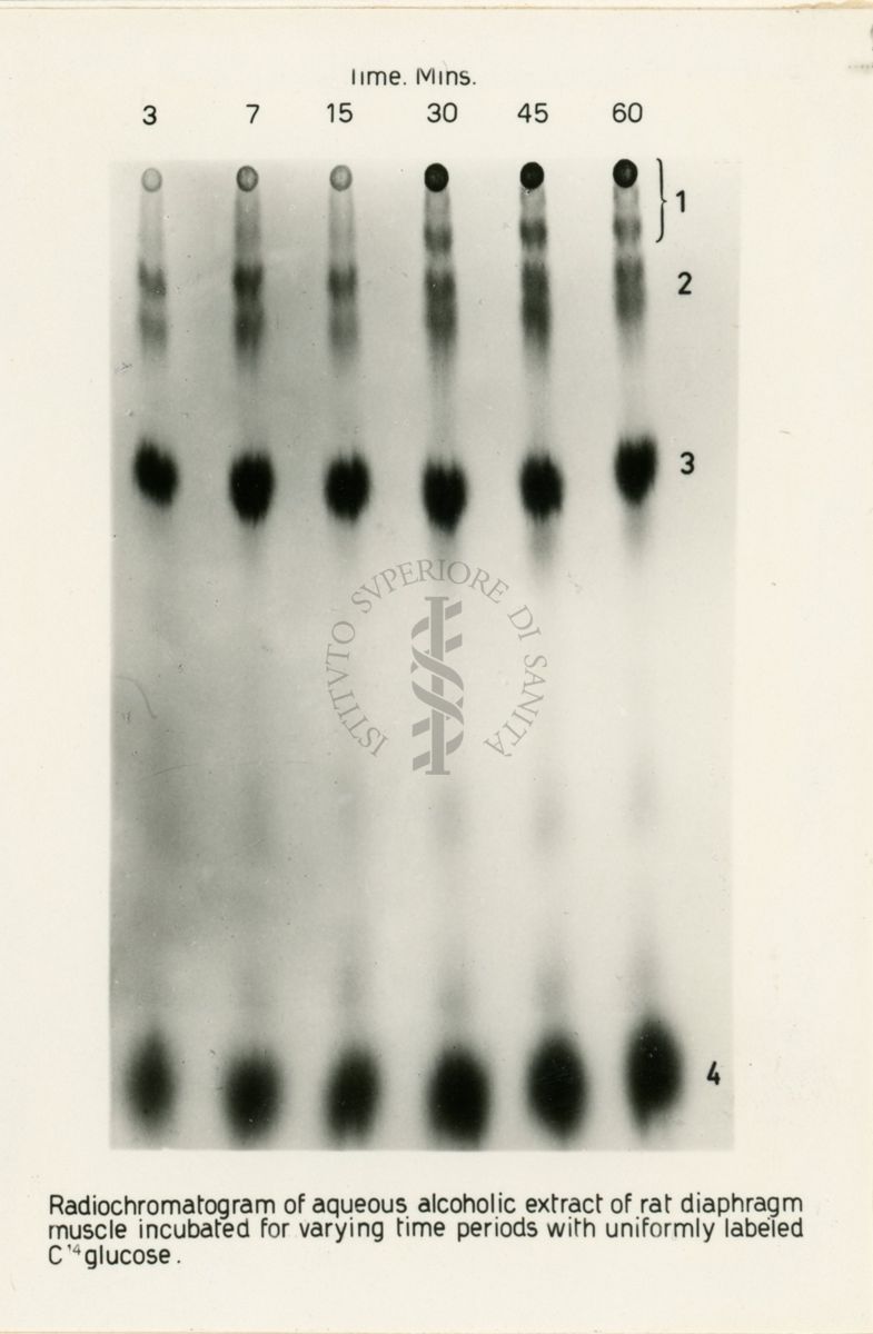 Riproduzione da radiografia