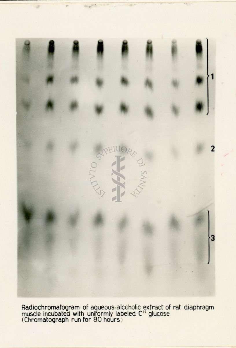 Riproduzione da radiografia