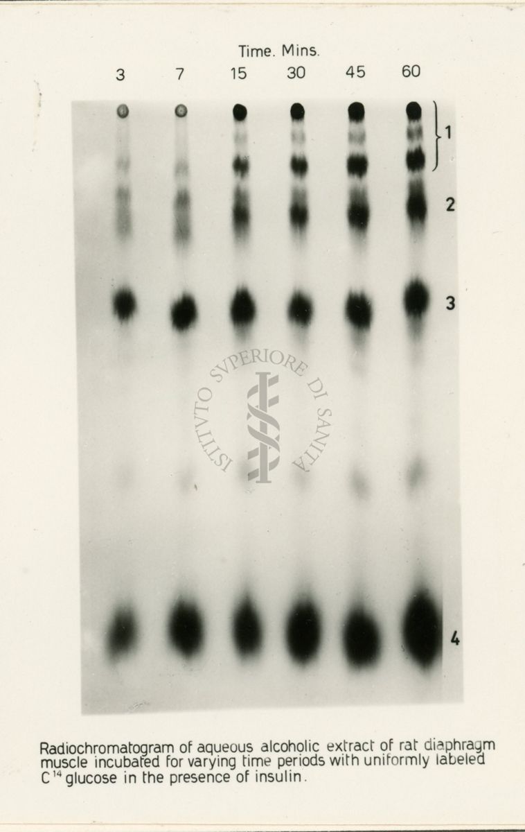 Riproduzione da radiografia