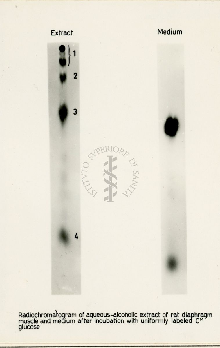 Riproduzione da radiografia