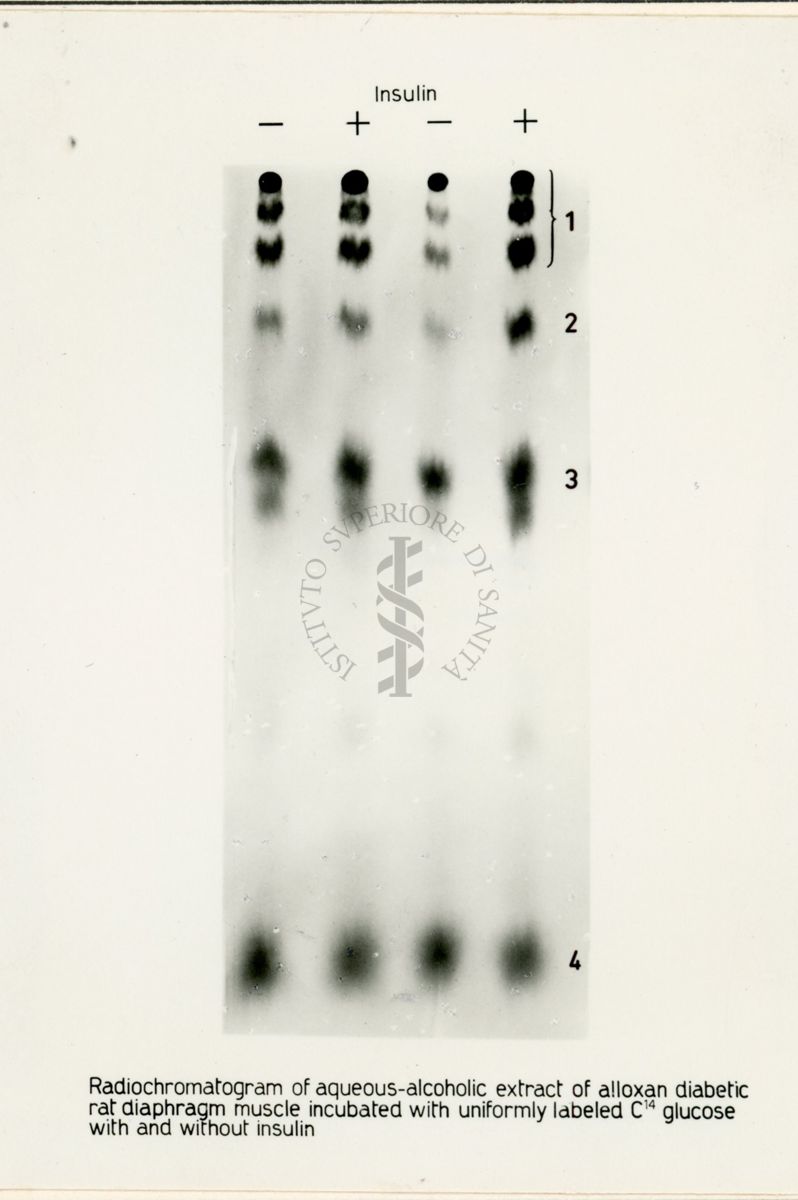 Riproduzione da radiografia