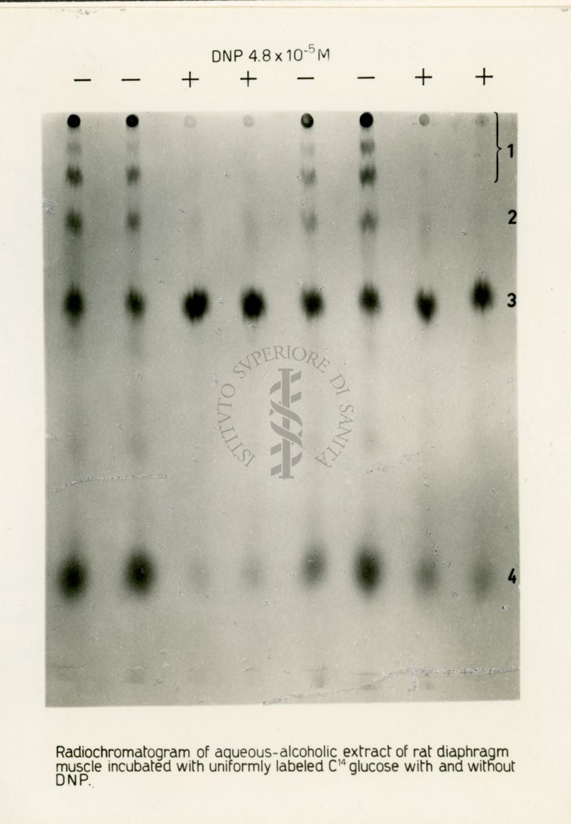 Riproduzione da radiografia