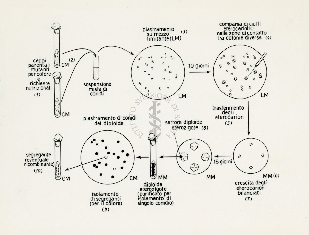 Riproduzione da disegno