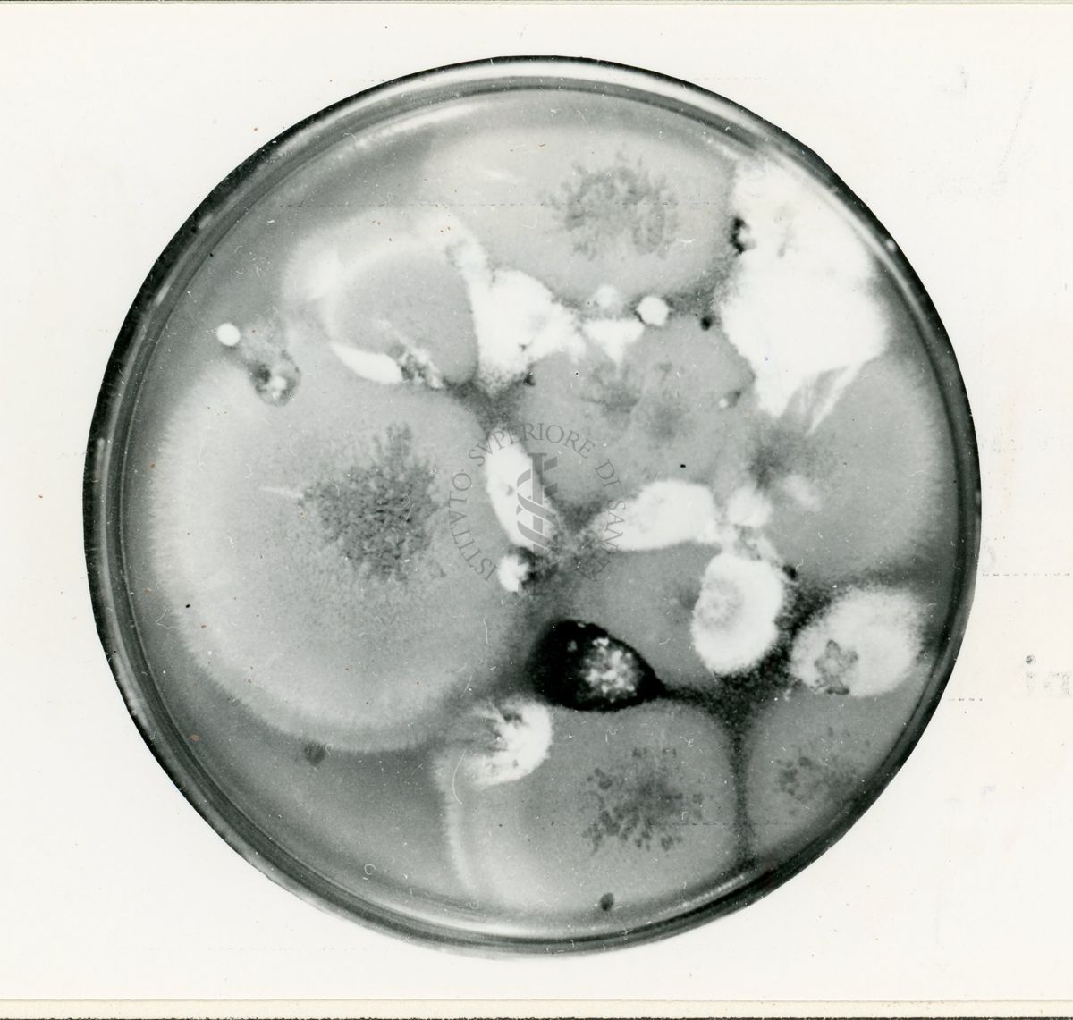 Azione della formalina su diploidi di Aspergillus nidulans