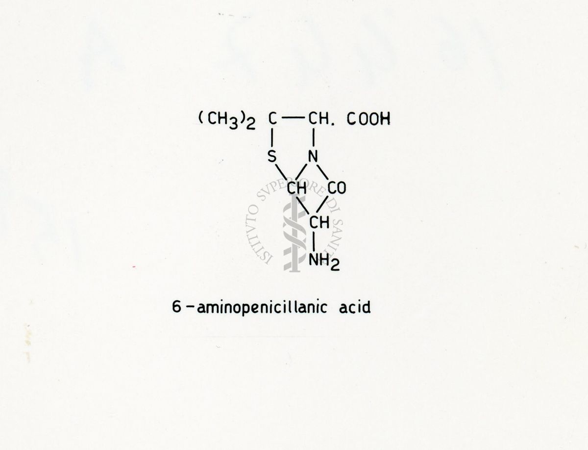 Penicillina - Acido 6 - Ammino-penicillanico