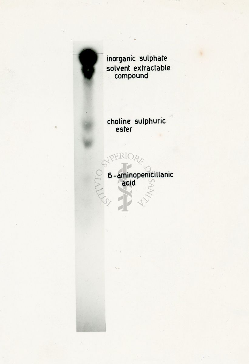 Metabolismo dello zolfo radiattivo nel Penicillium Chrysogenum