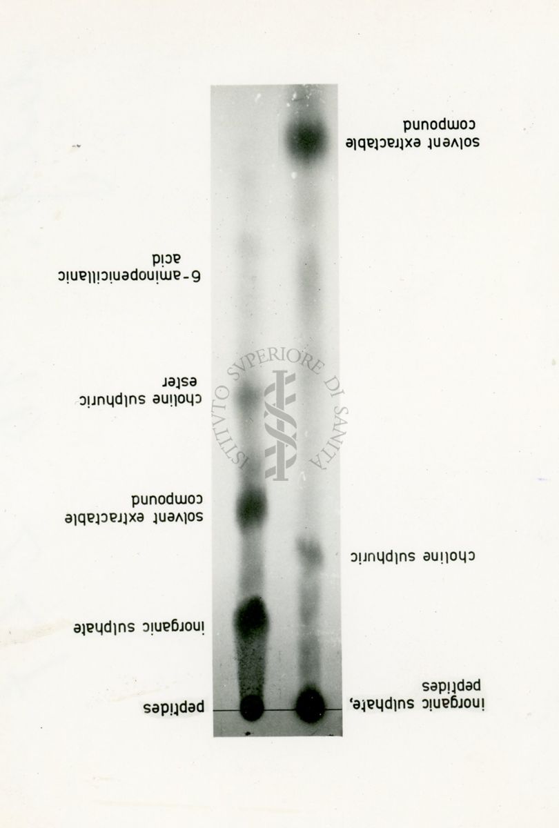 Metabolismo dello zolfo radiattivo nel Penicillium Chrysogenum