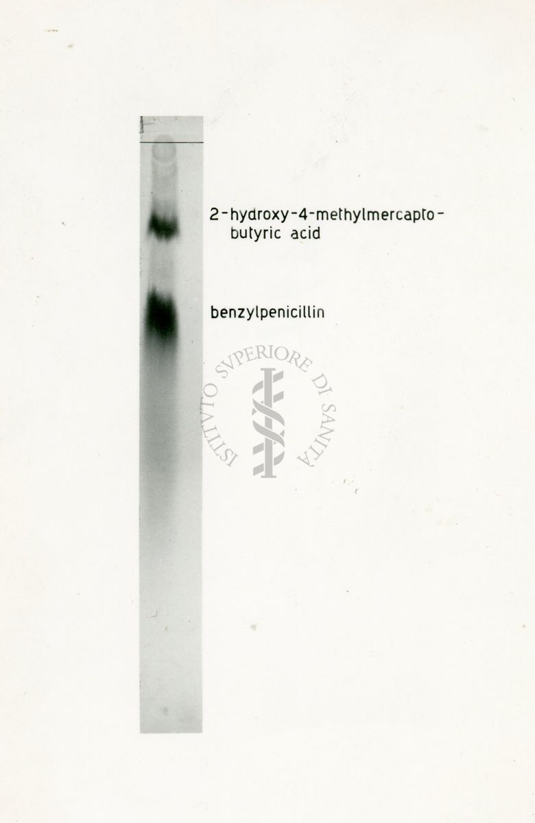 Metabolismo dello zolfo radiattivo nel Penicillium Chrysogenum